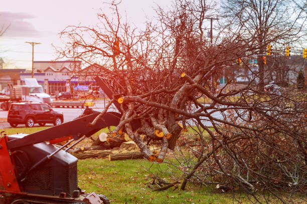 Best Storm Damage Tree Cleanup  in Fort Oglethorpe, GA