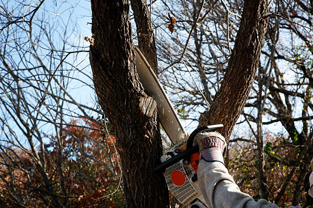 Seasonal Cleanup (Spring/Fall) in Fort Oglethorpe, GA