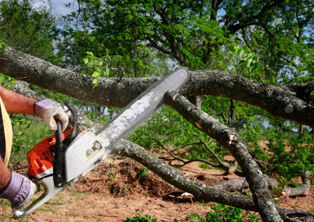 Best Root Management and Removal  in Fort Oglethorpe, GA